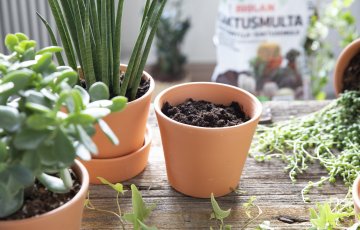 Toataimede uuendamine ja paljundamine