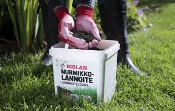 Muru jõudsalt kasvama