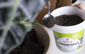 Tääkliilia kevad algab juba veebruaris