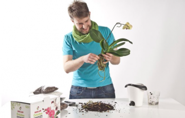 Nii hoolitsete orhideede eest õigesti