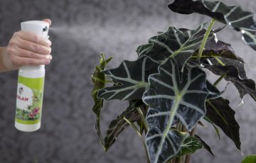 Liigkastmine võib kahjustada toataimi