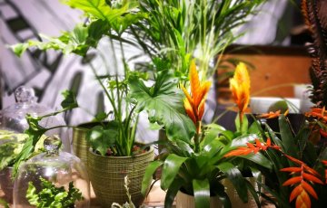 Sisusta kodu toataimedega