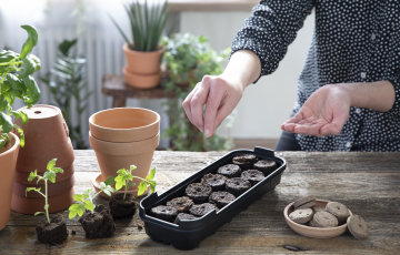 ISTIKUTE ETTEKASVATAMINE KIIRENDAB KASVUHOOAEGA