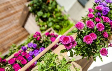 Kuidas suvelilled õitsema panna