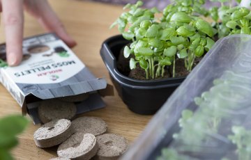 TURBASAMBLA TABLETTIDES ON TAIMEDE ETTEKASVATAMINE LIHTNE