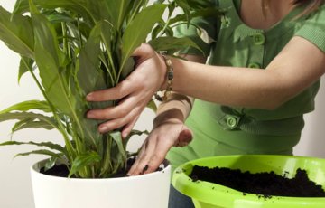 Ärata taimed talveunest!