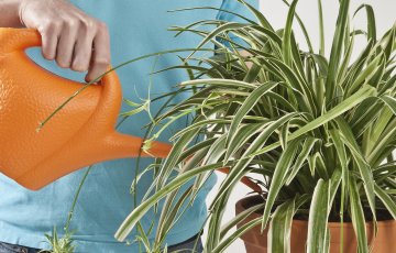 Talvine liigkastmine on toataimede surma peamine põhjus