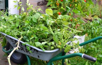 Kasvuhoone sügishooldus