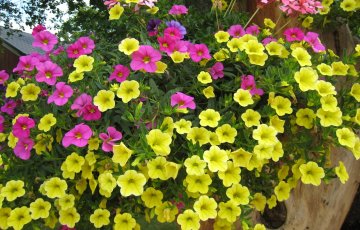 Suvelillede istutamine ja väetamine