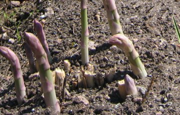 Spargel