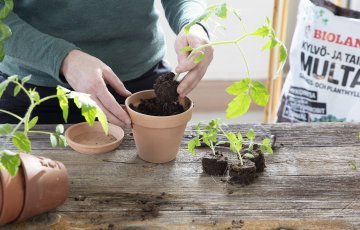 ETTEKASVATAMINE PIKENDAB KASVUHOOAEGA