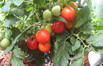 Märtsis jõuab veel tomateid külvata