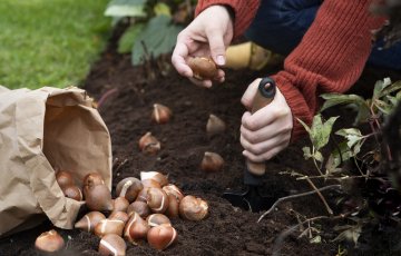 Istuta sibullilled sügisel