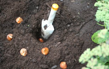 Sügisel kiirustamine aias, võib saada taimedele saatuslikuks