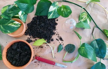 TOATAIMEDE PALJUNDAMINE