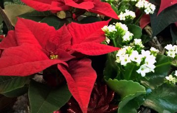 Jõululillede hooldamise näpunäiteid