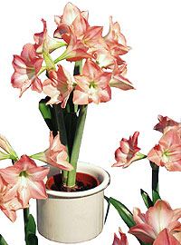 Ritarinkukka eli vanhalta nimeltään amaryllis on helppo kukittaa myös kotona.