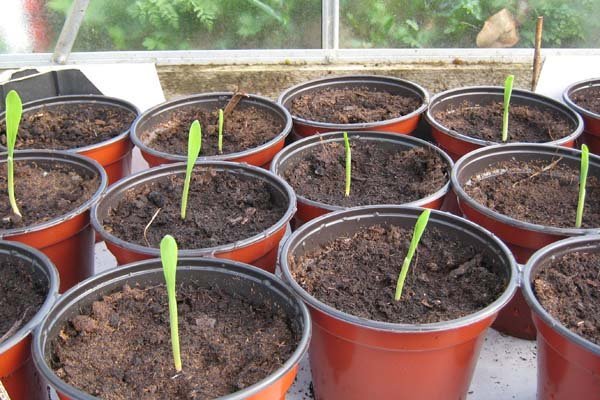 Biolan Universaalne Kasvuturvas