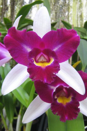 Biolan Orhideemuld