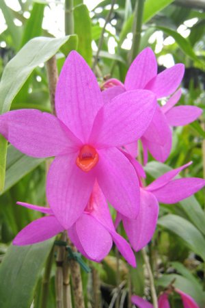 Biolan Orhideemuld